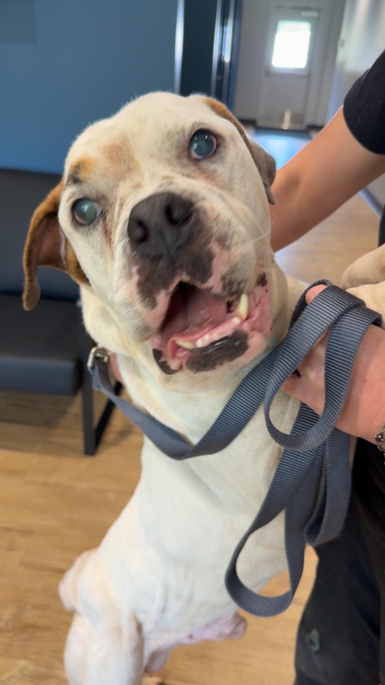 Dozer, Adoptable, Senior Male American Bulldog.