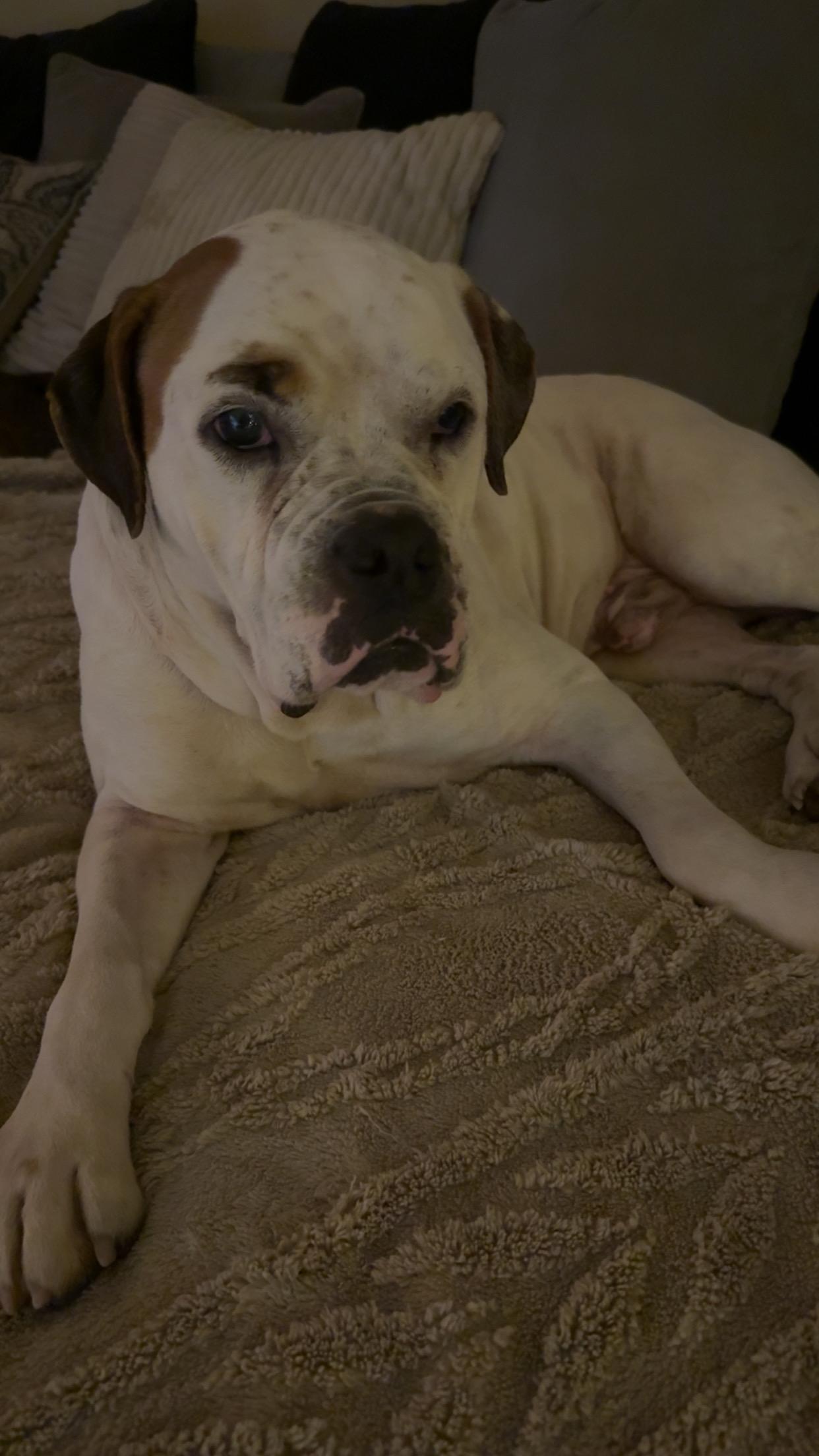 Dozer, Adoptable, Senior Male American Bulldog.