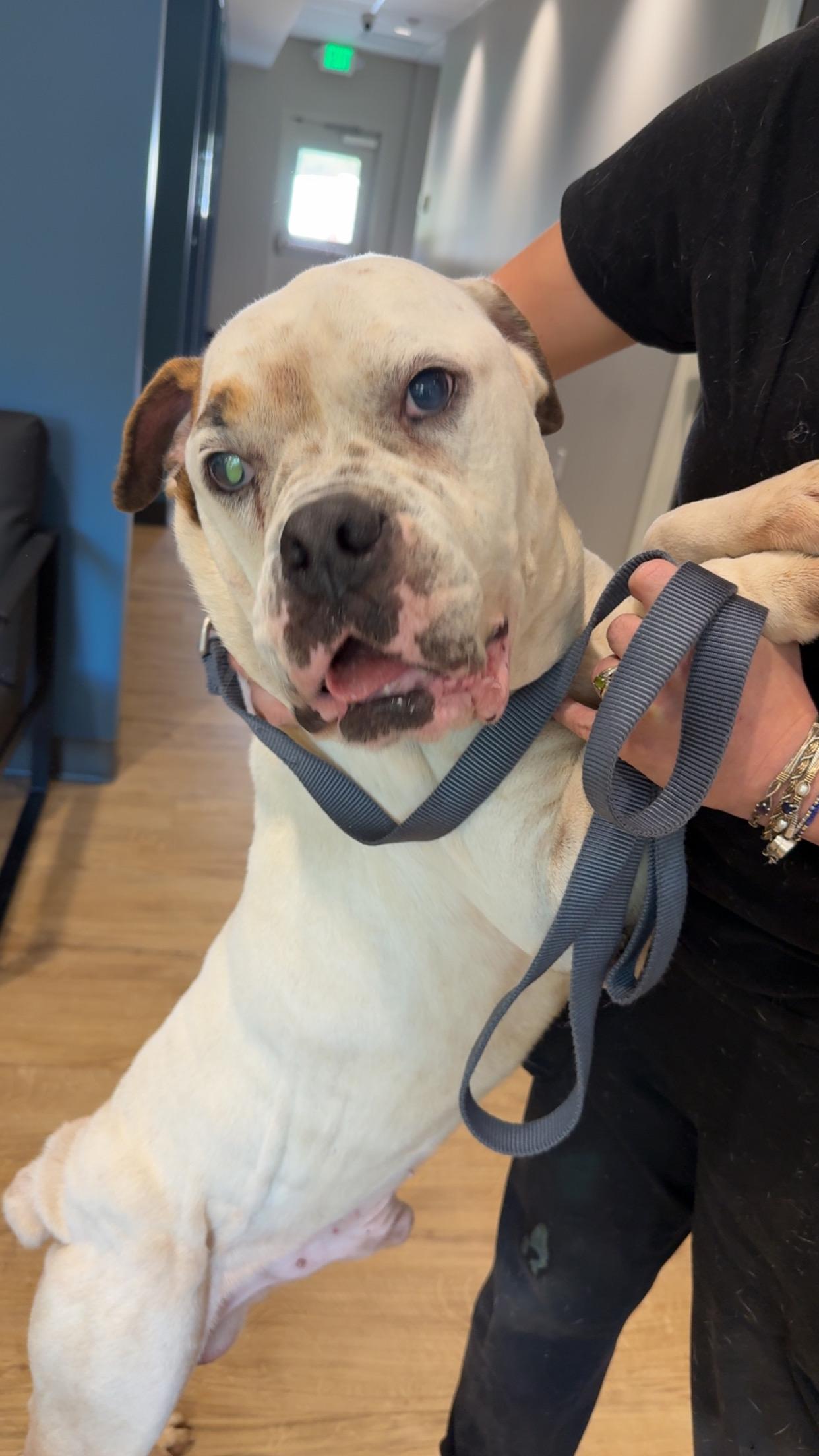 Dozer, a Adoptable American Bulldog in Covington, TN image 2/5