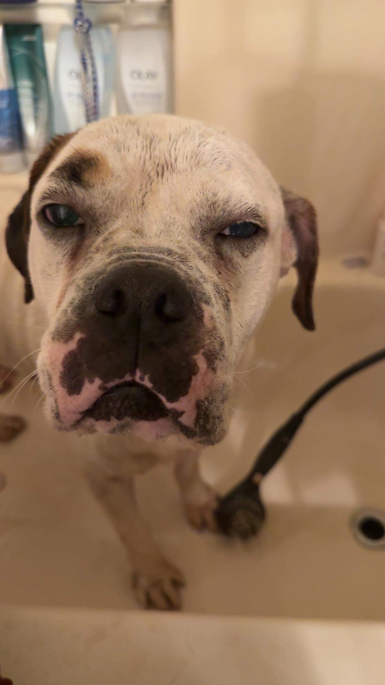 Dozer, a Adoptable American Bulldog in Covington, TN image 3/5