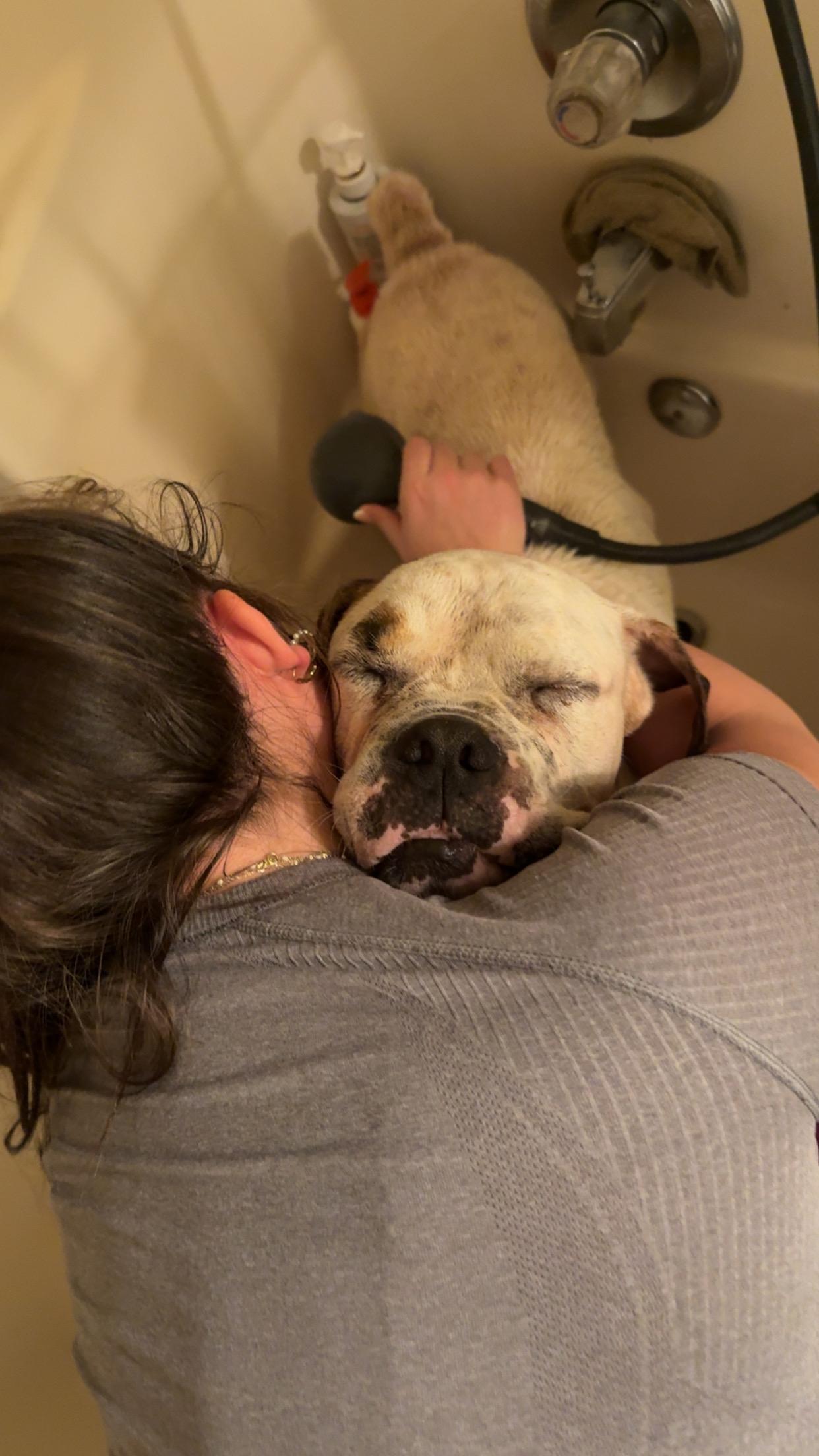 Dozer, a Adoptable American Bulldog in Covington, TN image 4/5