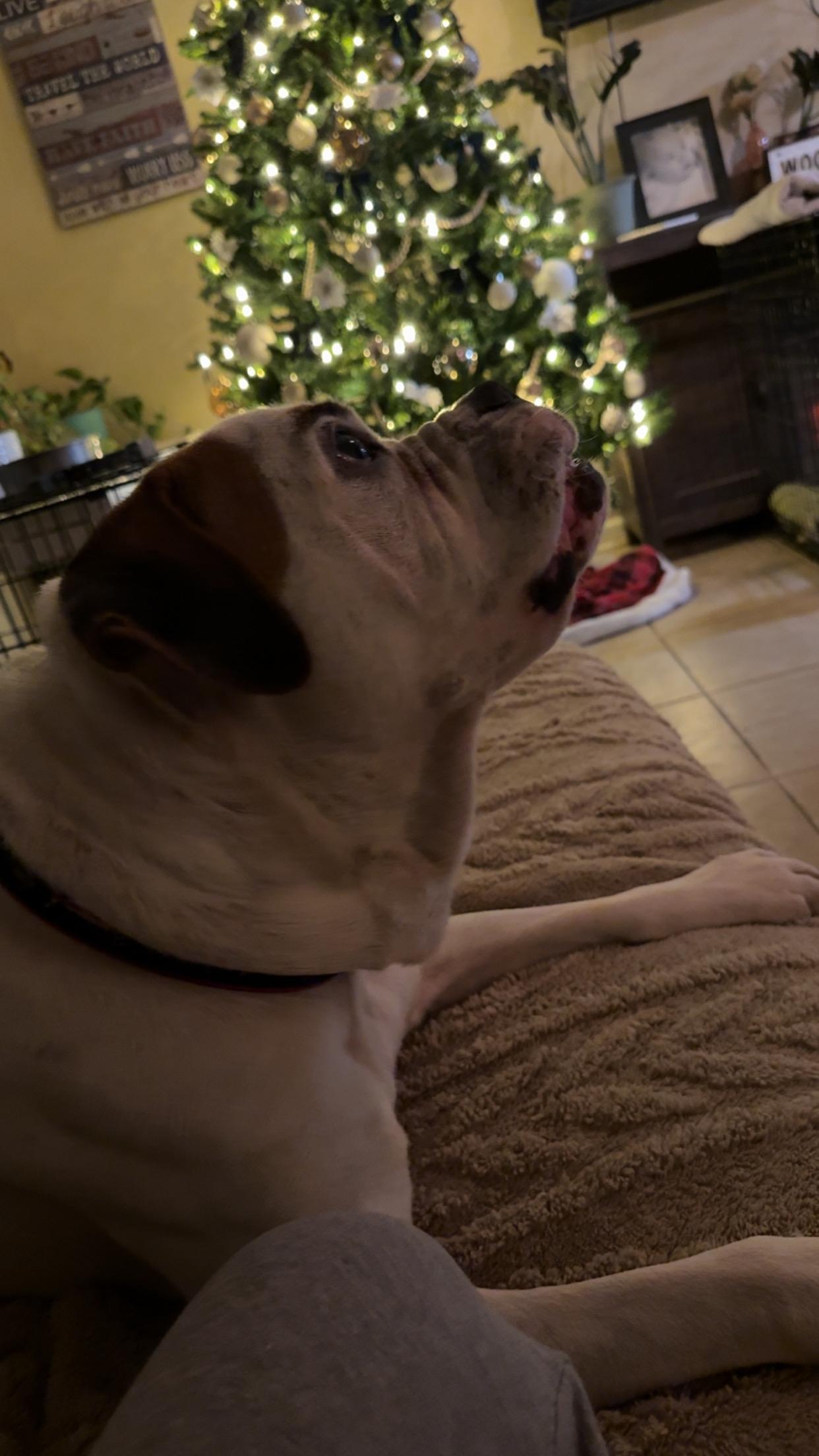 Enlarge Dozer, a Adoptable American Bulldog in Covington, TN image 2/5