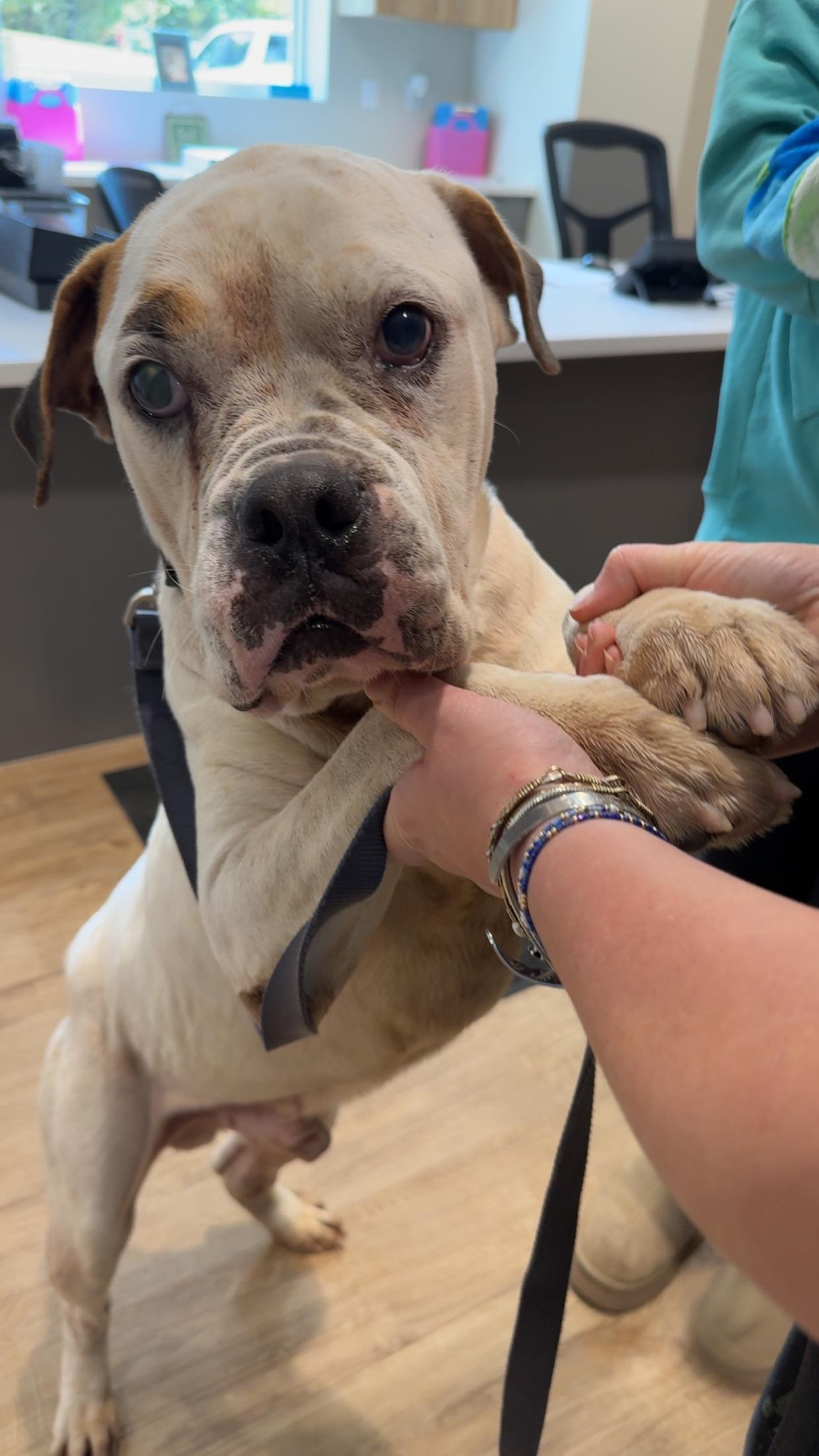 Dozer, a Adoptable American Bulldog in Covington, TN image 5/5