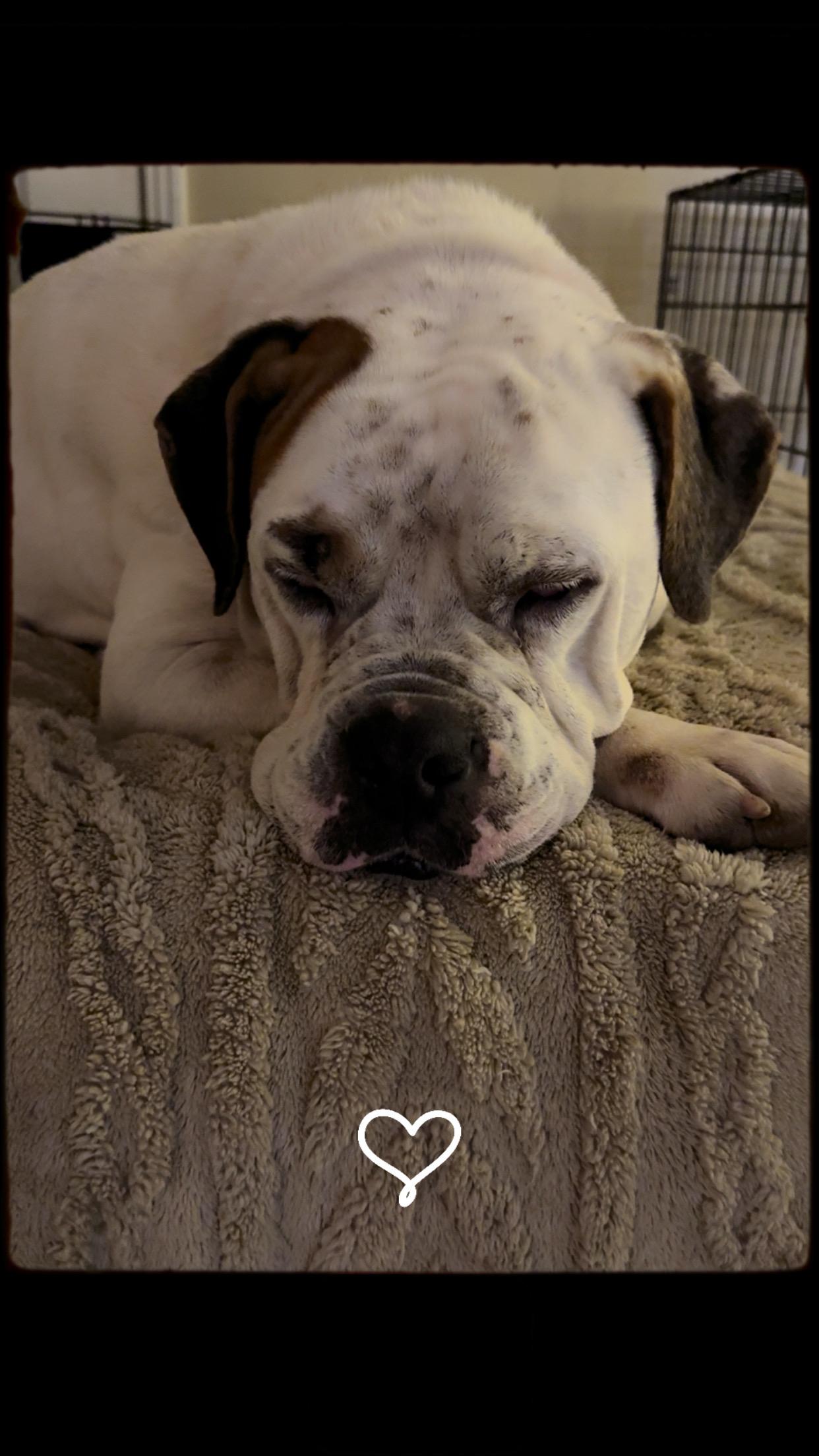 Enlarge Dozer, a Adoptable American Bulldog in Covington, TN image 3/5