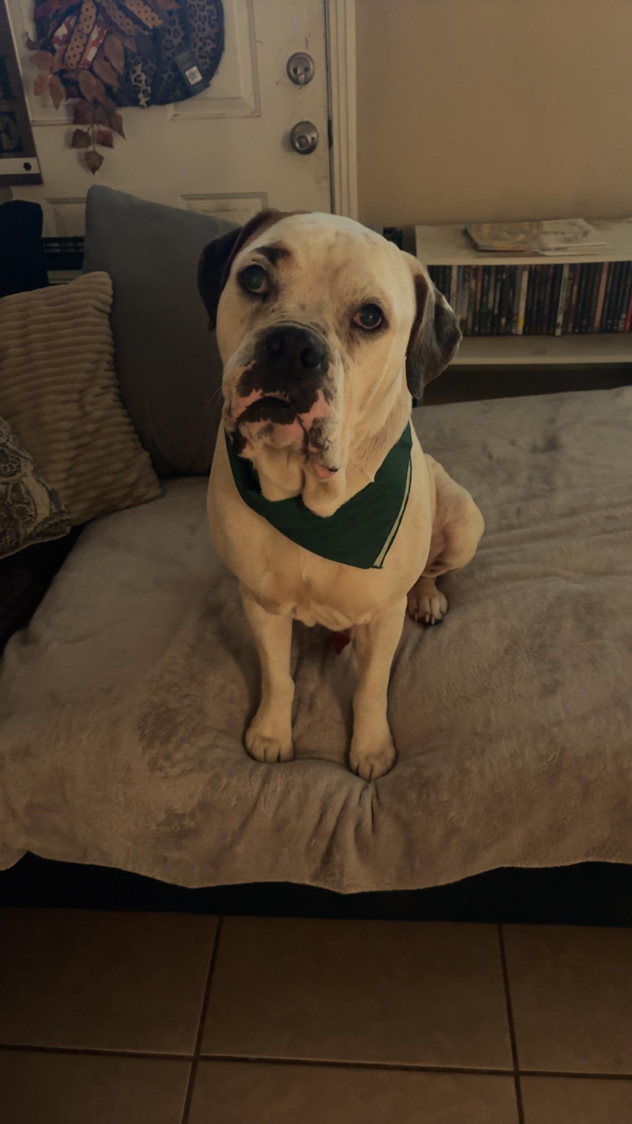 Enlarge Dozer, a Adoptable American Bulldog in Covington, TN image 4/5