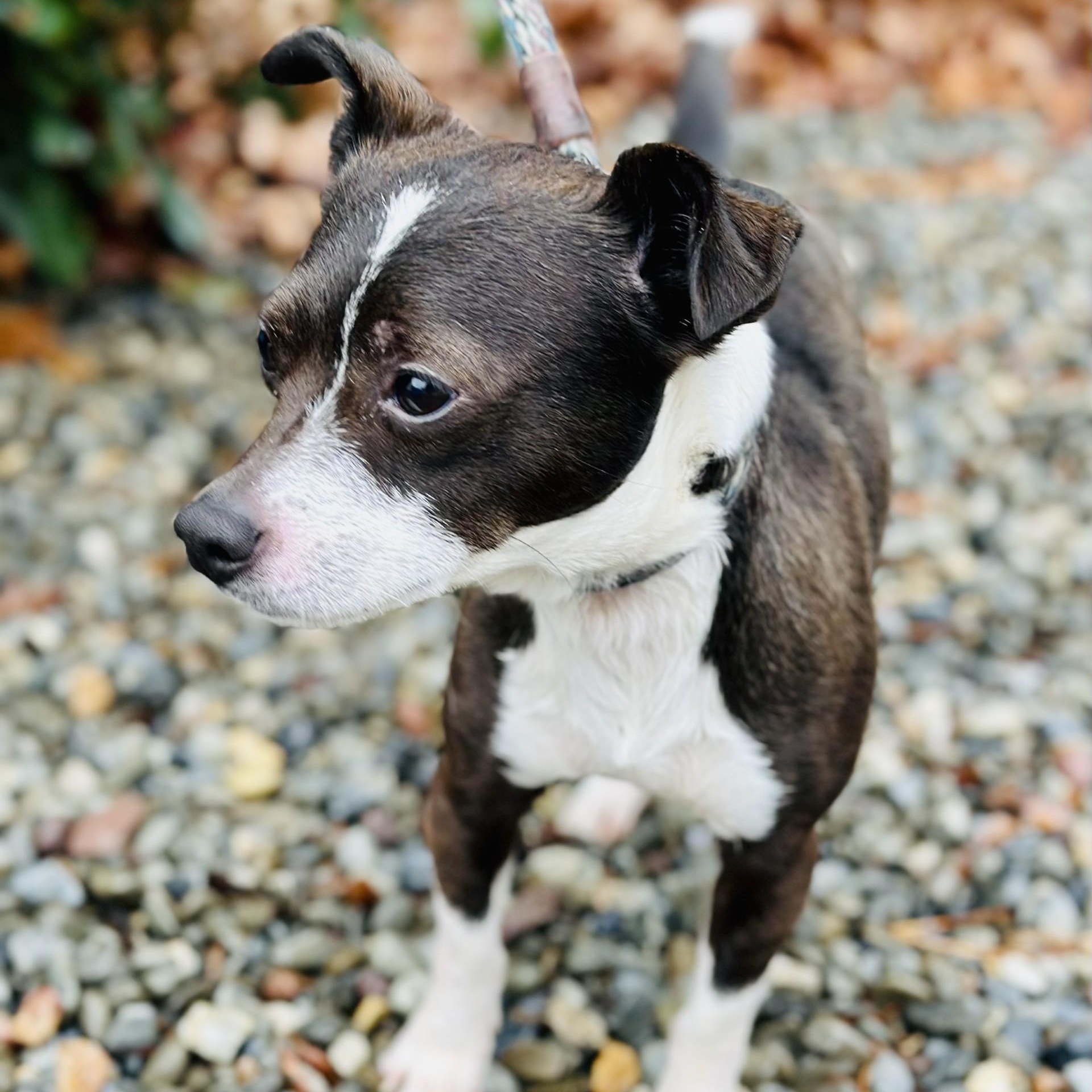 Paco , a ADOPTABLE Chihuahua in Jackson, NJ image 2/2