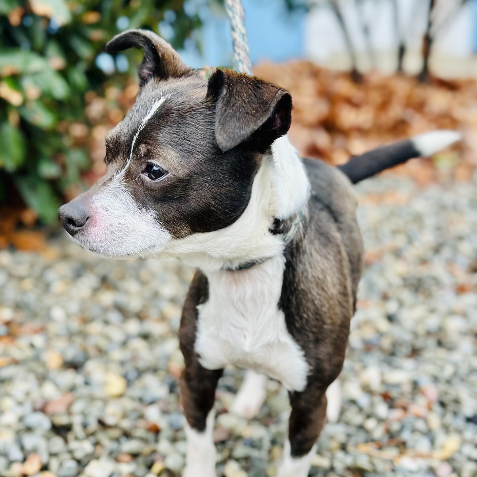 Paco , ADOPTABLE, Adult Male Chihuahua.