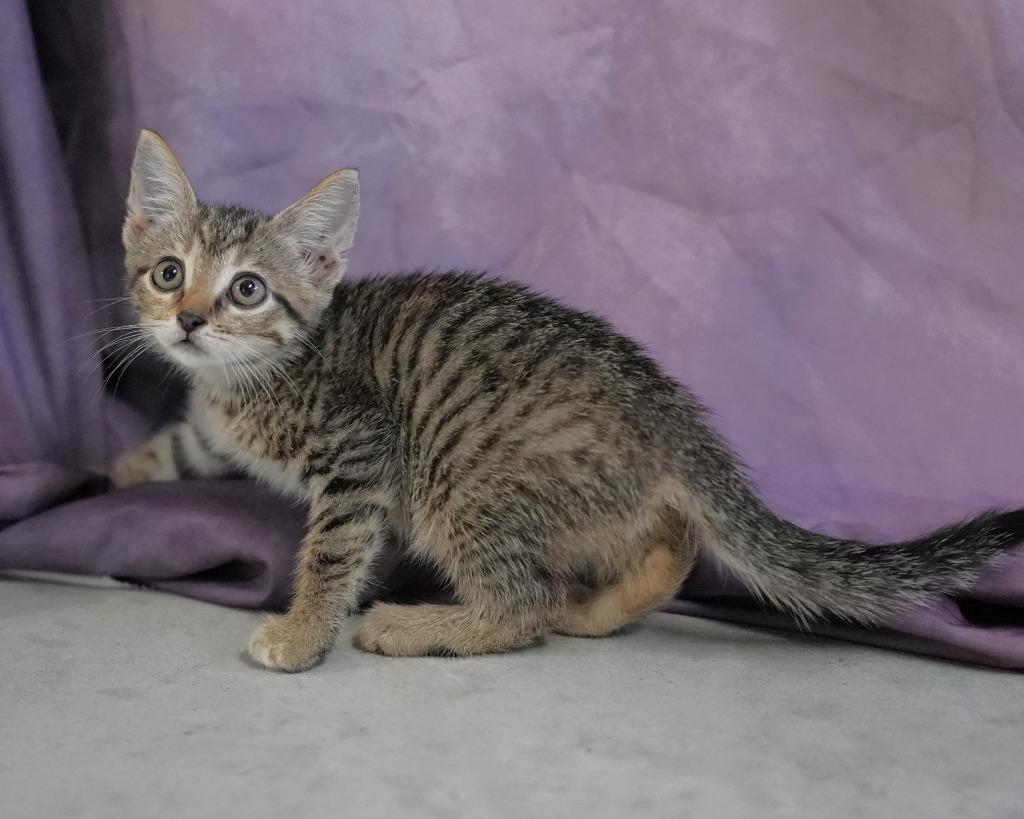 Leaf, Adoptable, Kitten Female Domestic Short Hair.