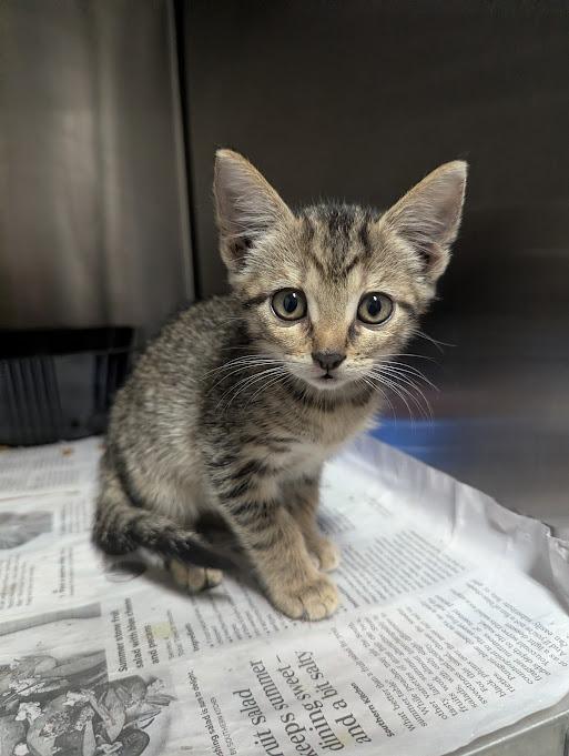 Enlarge Leaf, a Adoptable mixed breed in Springfield, GA image 2/3