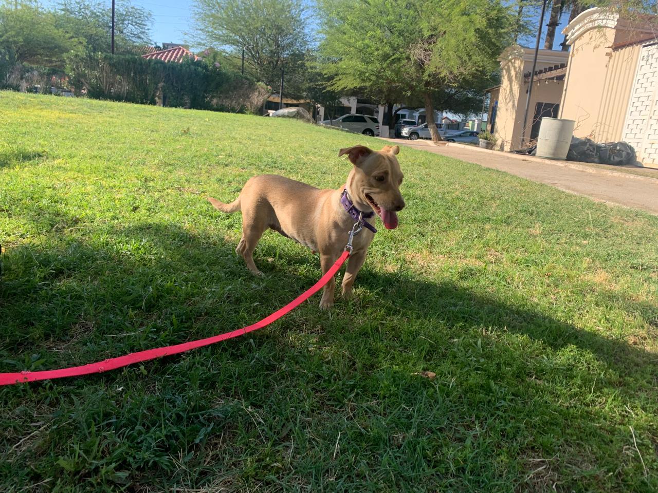 Enlarge Cherry, a Adoptable mixed breed in Palm Desert, CA image 4/6