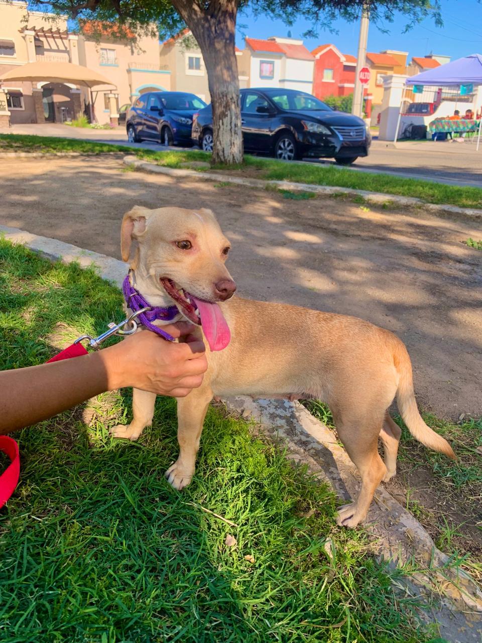 Enlarge Cherry, a Adoptable mixed breed in Palm Desert, CA image 2/6