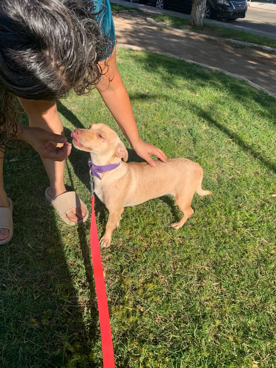 Enlarge Cherry, a Adoptable mixed breed in Palm Desert, CA image 6/6