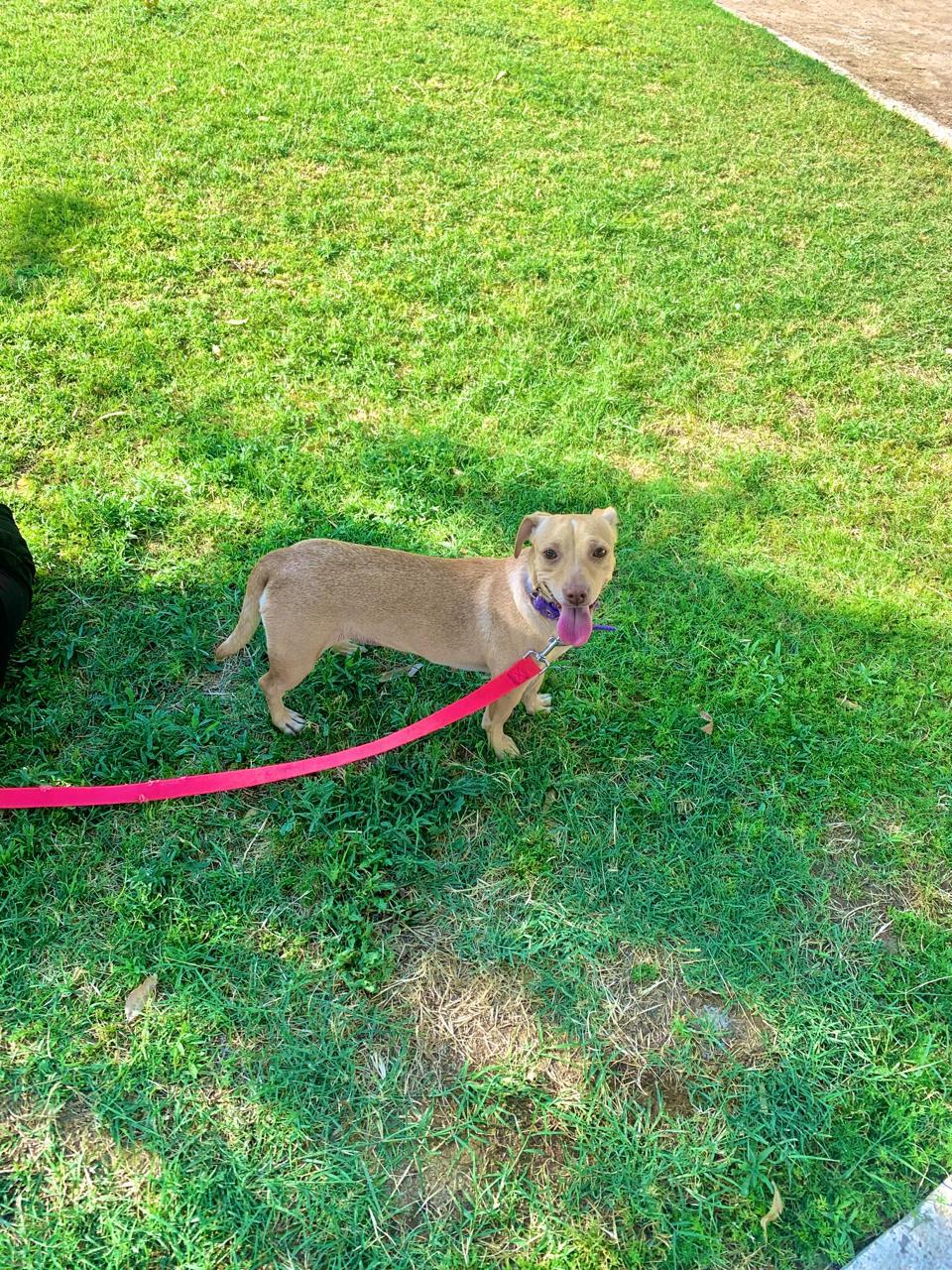 Enlarge Cherry, a Adoptable mixed breed in Palm Desert, CA image 5/6