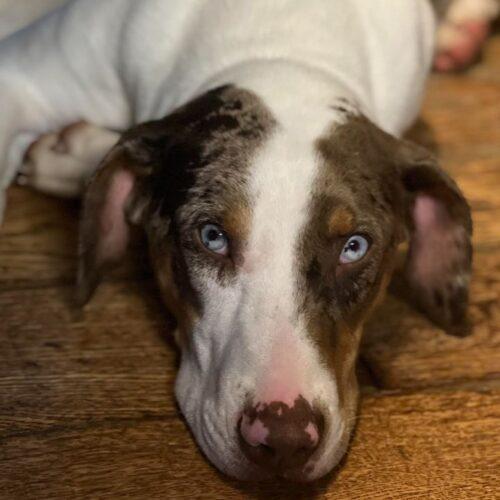 Clint Barton, a Adoptable Catahoula Leopard Dog in Redmond, WA image 1/5