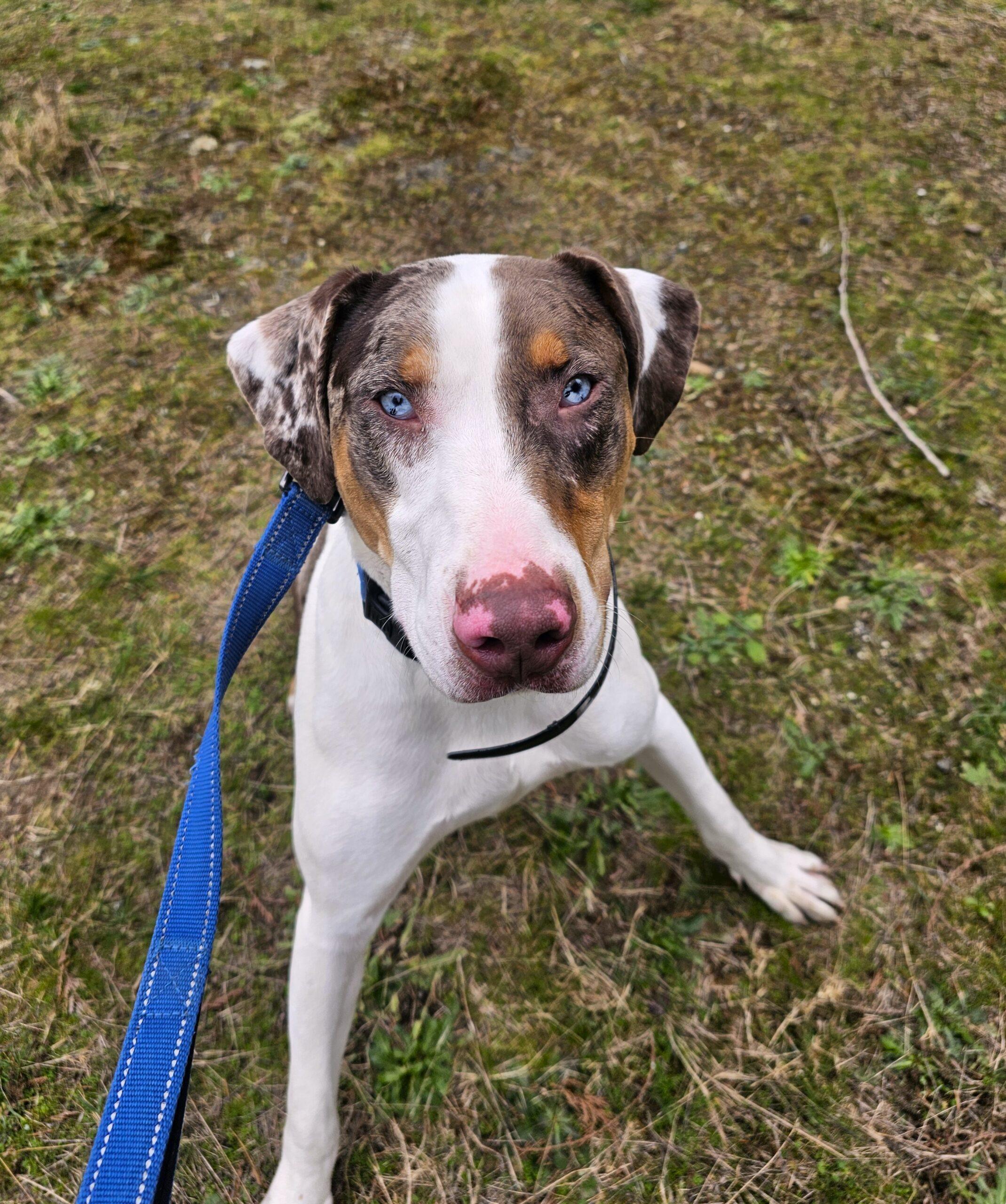 Clint Barton, a Adoptable Catahoula Leopard Dog in Redmond, WA image 2/5