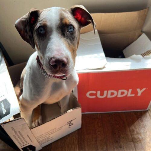 Clint Barton, a Adoptable Catahoula Leopard Dog in Redmond, WA image 3/5