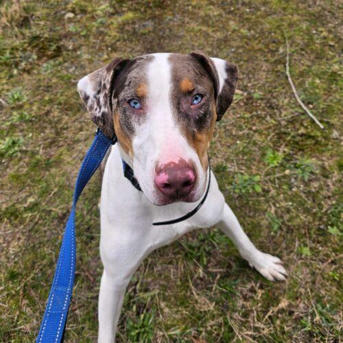 Clint Barton, a Adoptable Catahoula Leopard Dog in Redmond, WA image 5/5
