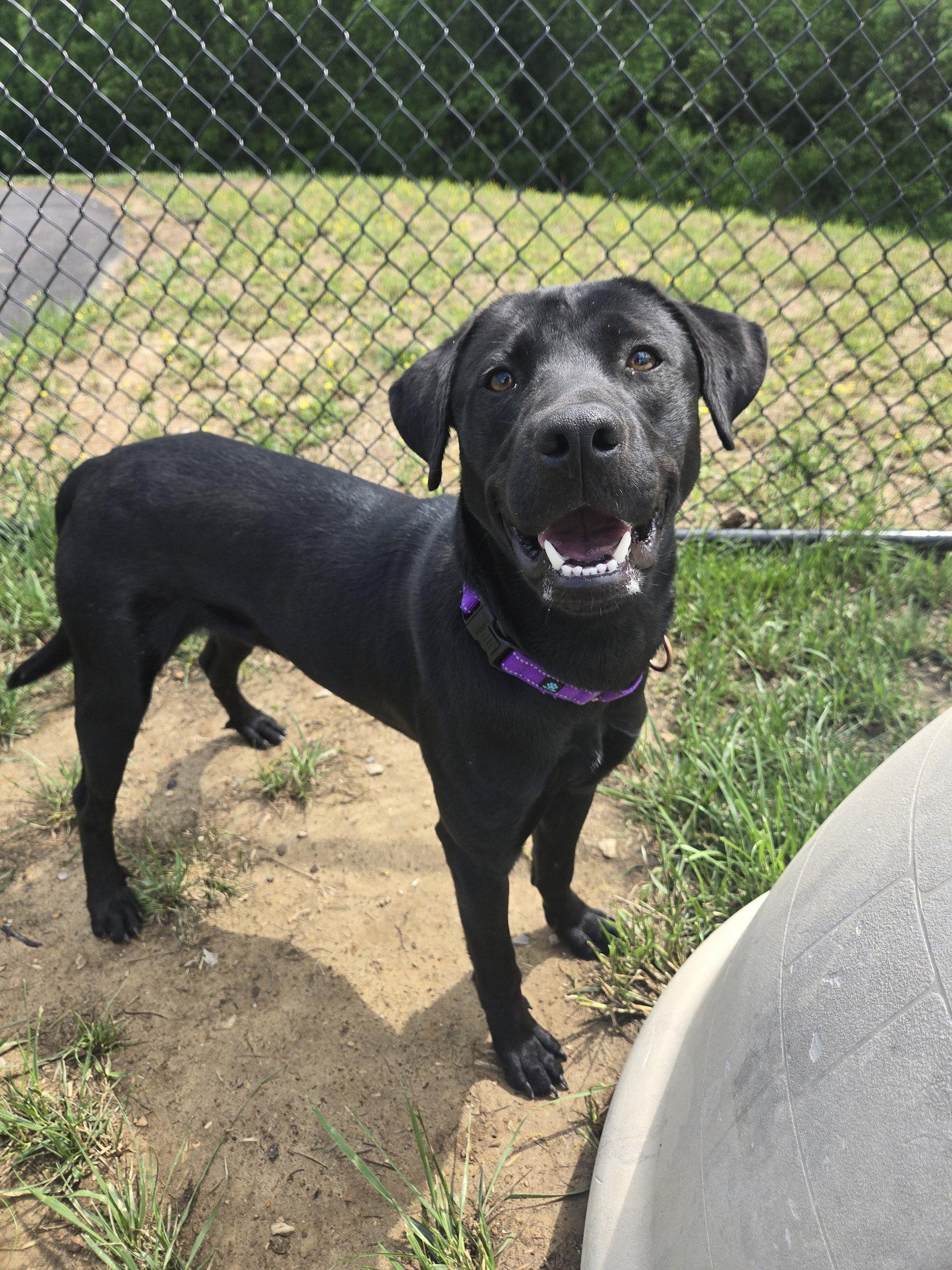 Bean, Adoptable, Young Male Labrador Retriever.