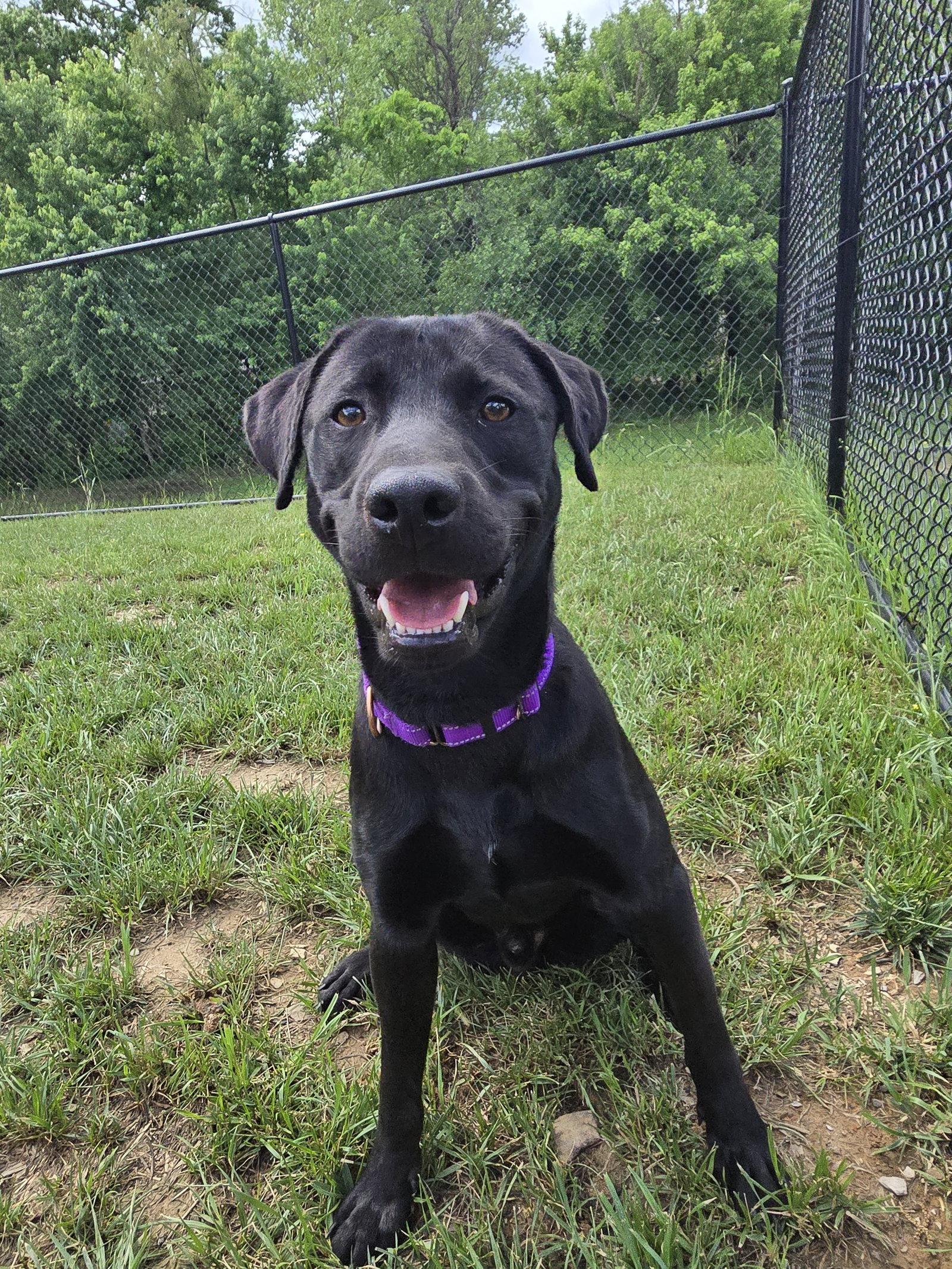 Enlarge Bean, a Adoptable Labrador Retriever in Boston, KY image 2/3