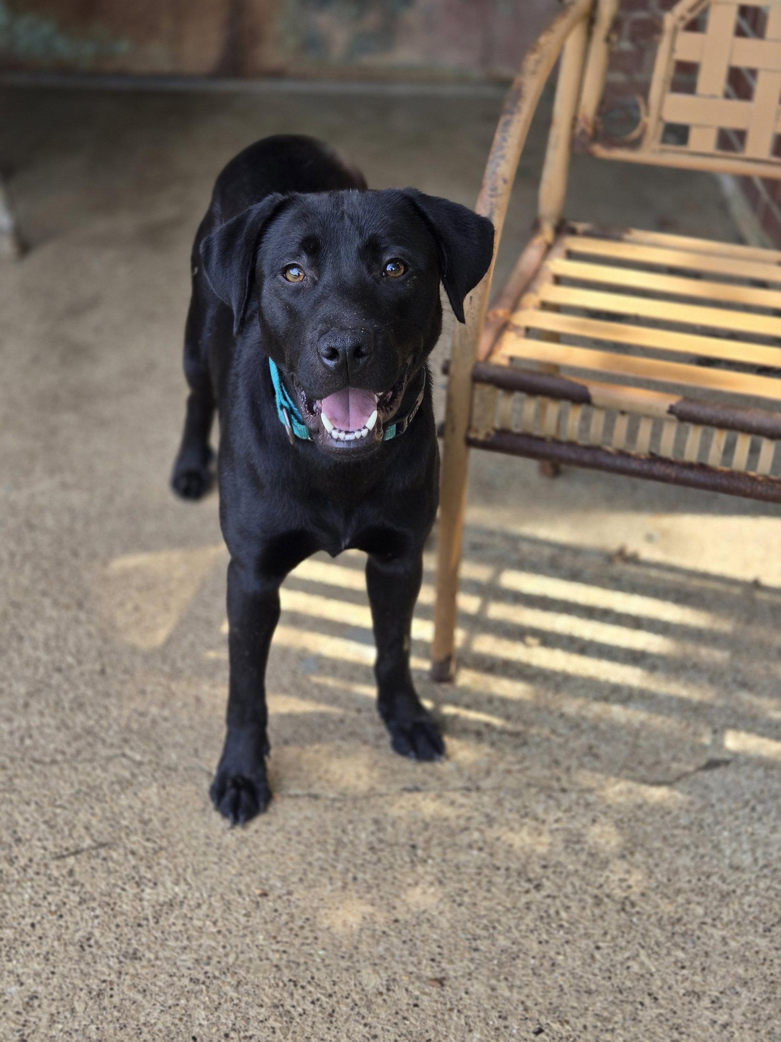Enlarge Bean, a Adoptable Labrador Retriever in Boston, KY image 3/3