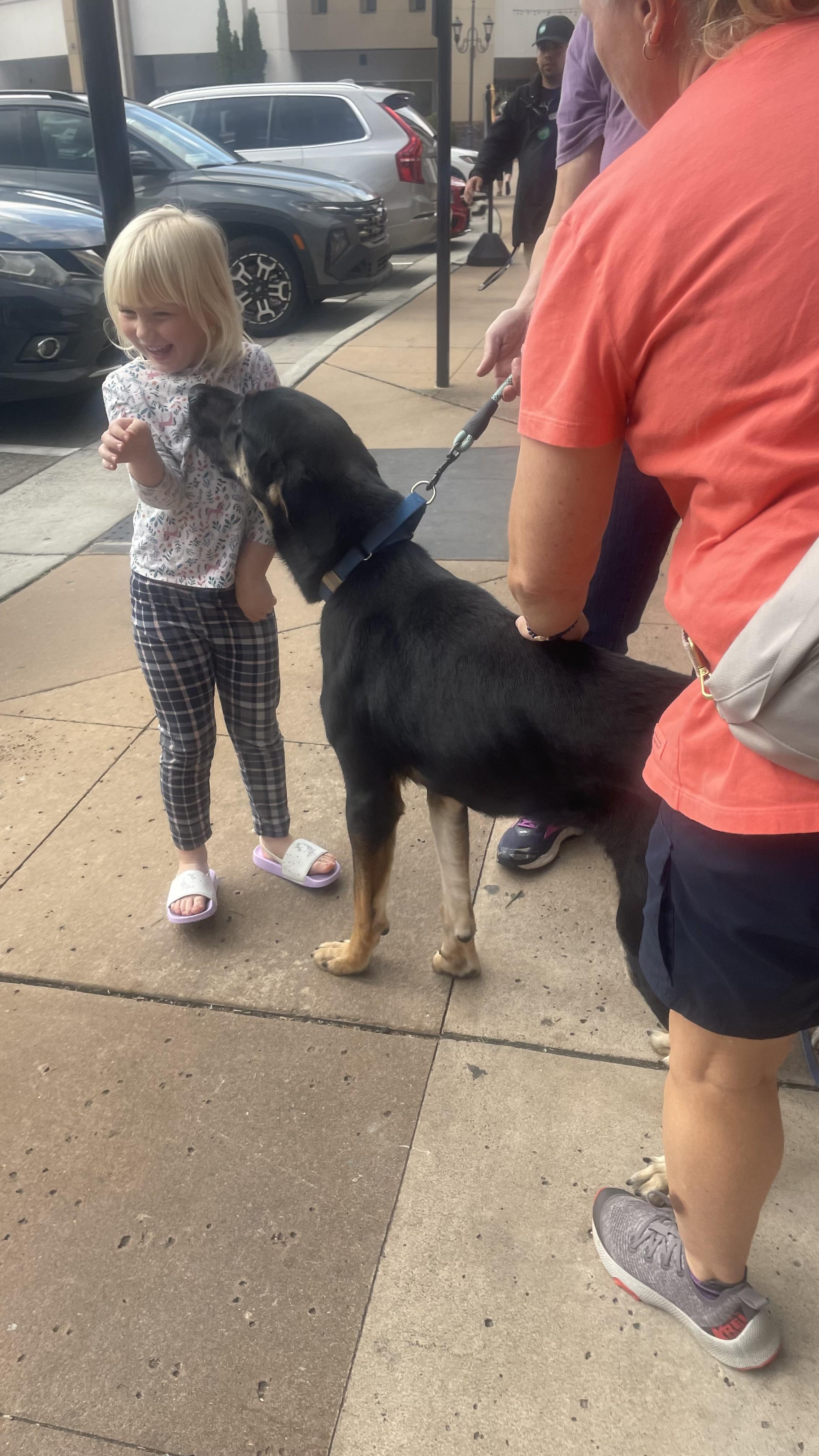 Cowboy, Adoptable, Young Male Great Dane & German Shepherd Dog.