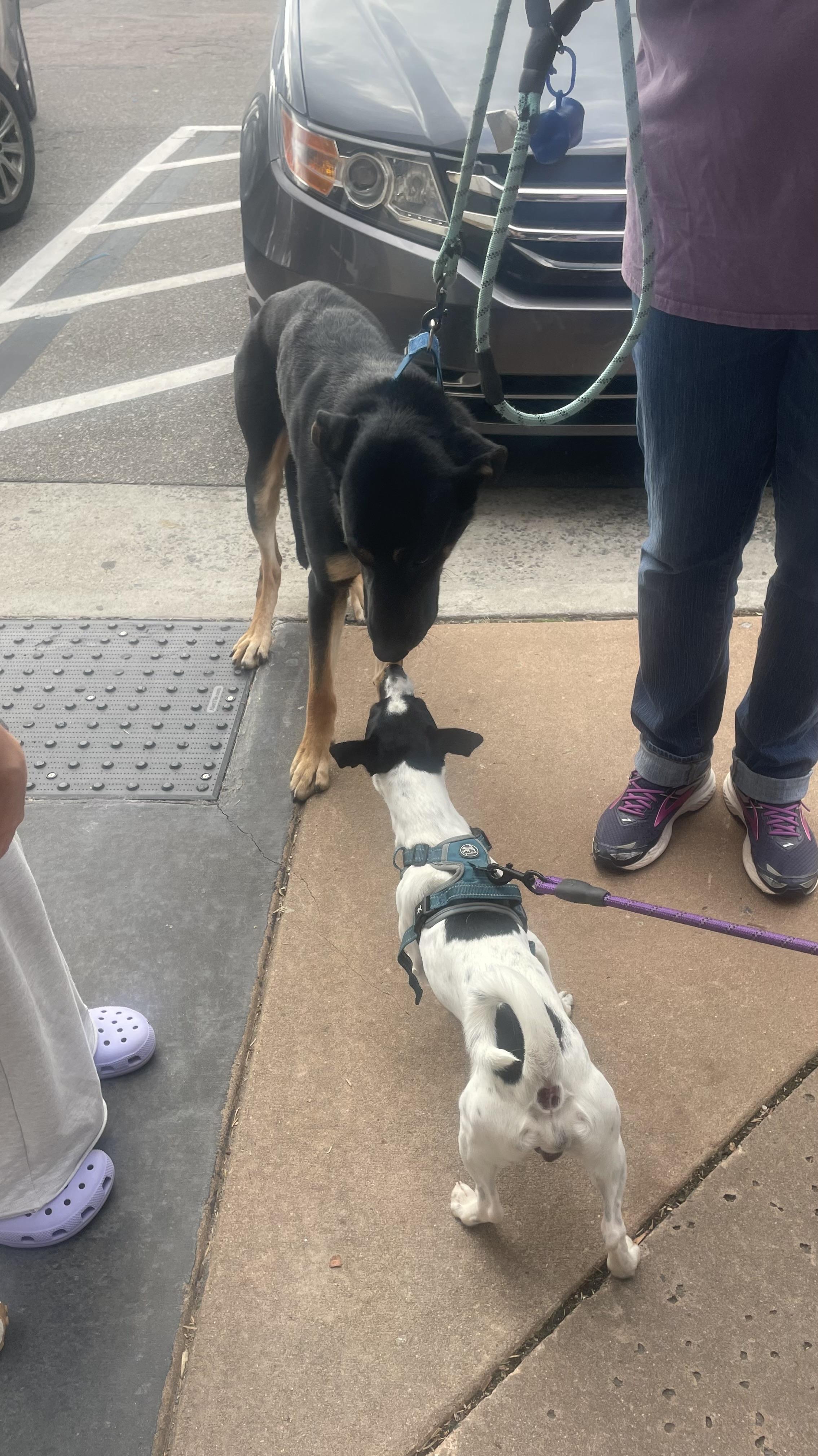 Cowboy, Adoptable, Young Male Great Dane & German Shepherd Dog.