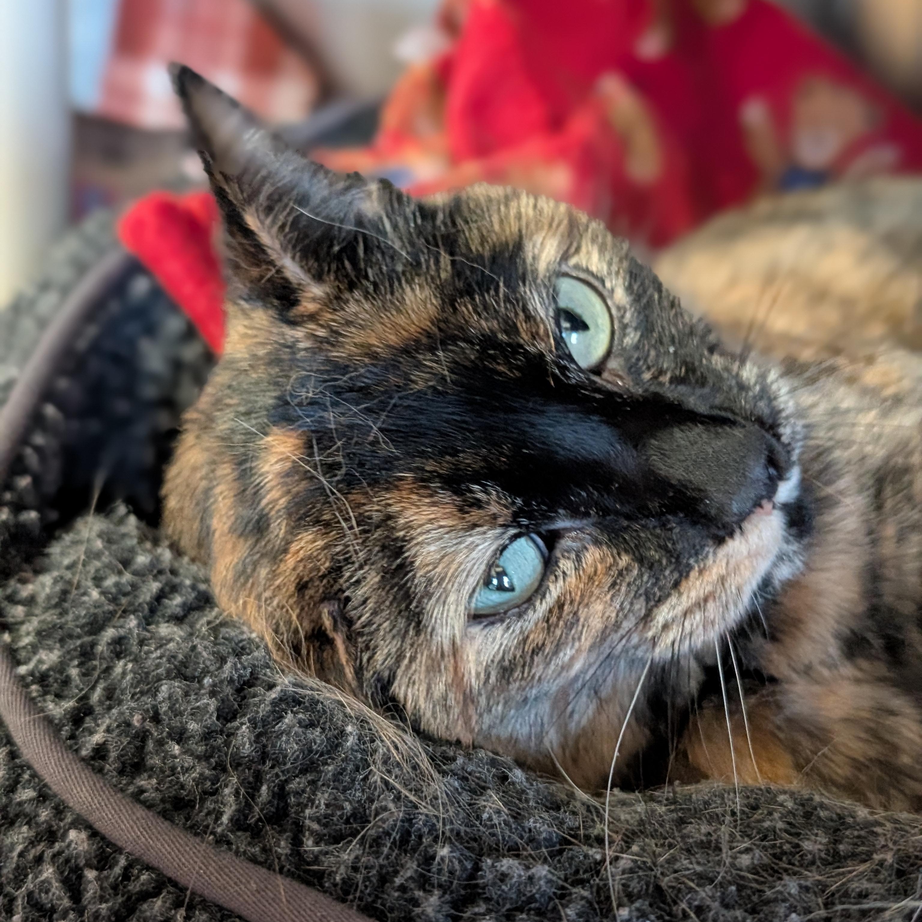 Enlarge Dove, a ADOPTABLE Domestic Short Hair in Jefferson, WI image 2/4