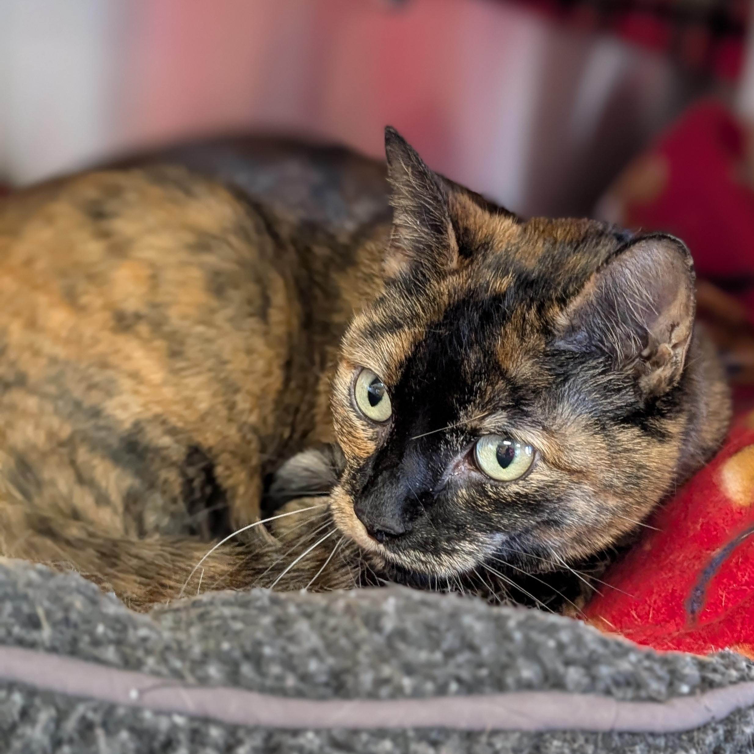 Enlarge Dove, a ADOPTABLE Domestic Short Hair in Jefferson, WI image 4/4