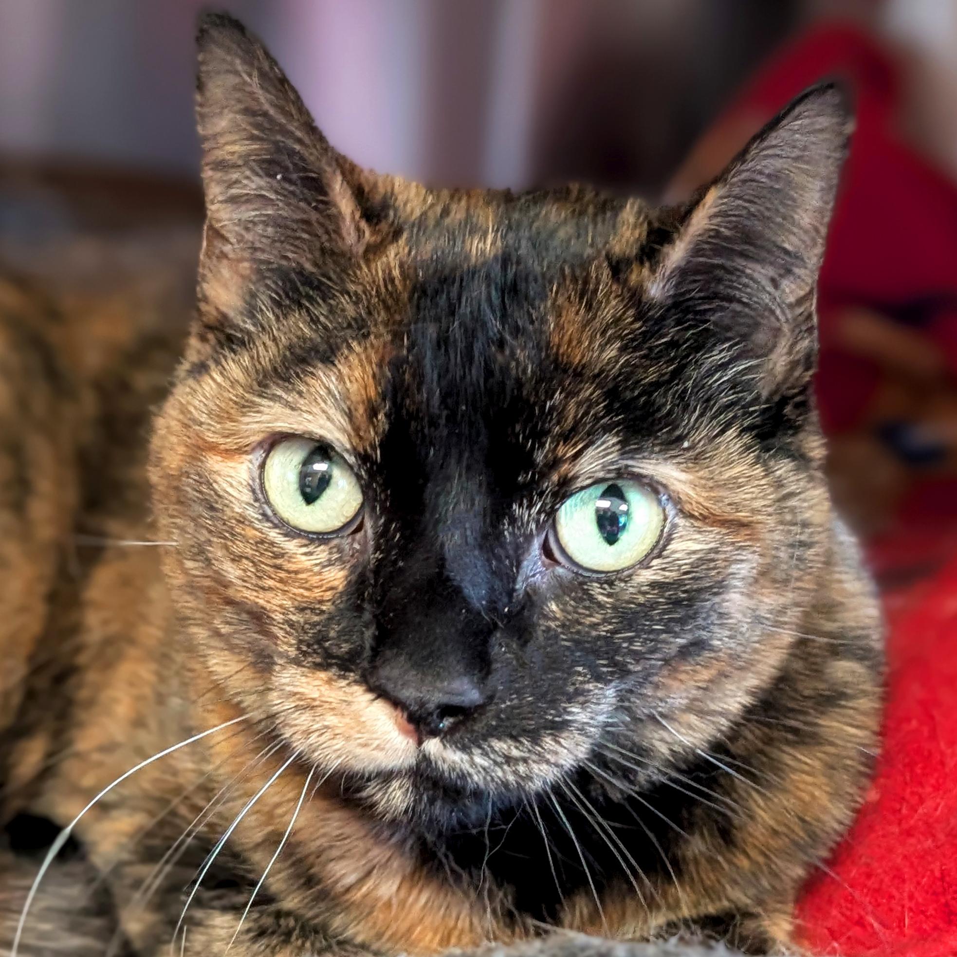 Dove, ADOPTABLE, Adult Female Domestic Short Hair.