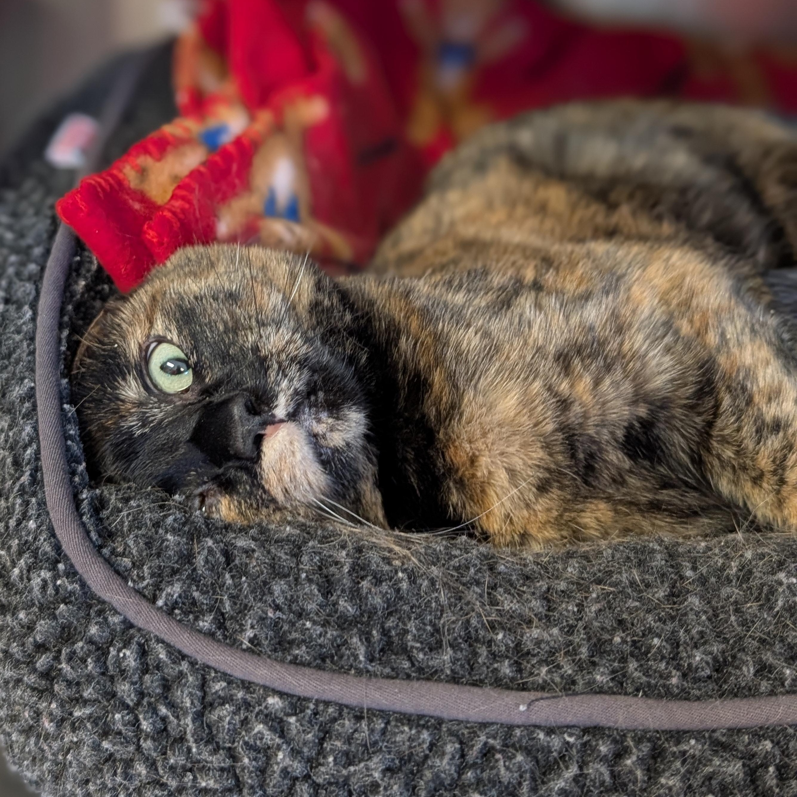 Enlarge Dove, a ADOPTABLE Domestic Short Hair in Jefferson, WI image 3/4