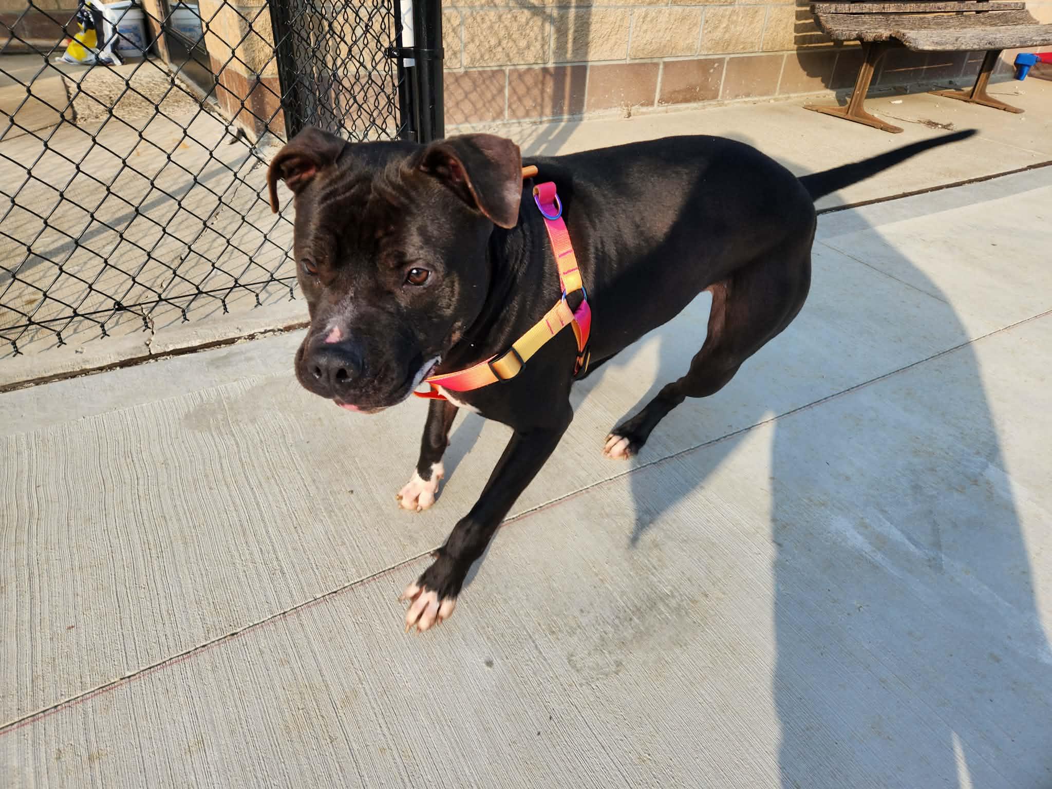 Enlarge kovu, a ADOPTABLE American Staffordshire Terrier in MARION, IN image 4/6