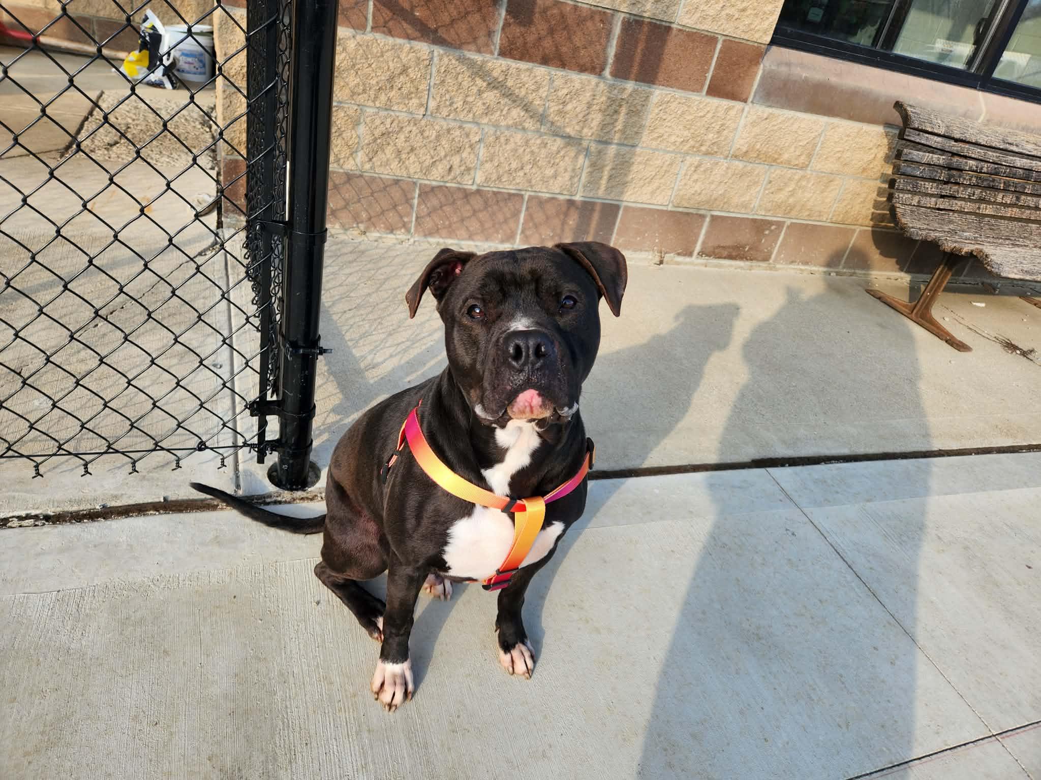 Enlarge kovu, a ADOPTABLE American Staffordshire Terrier in MARION, IN image 3/6