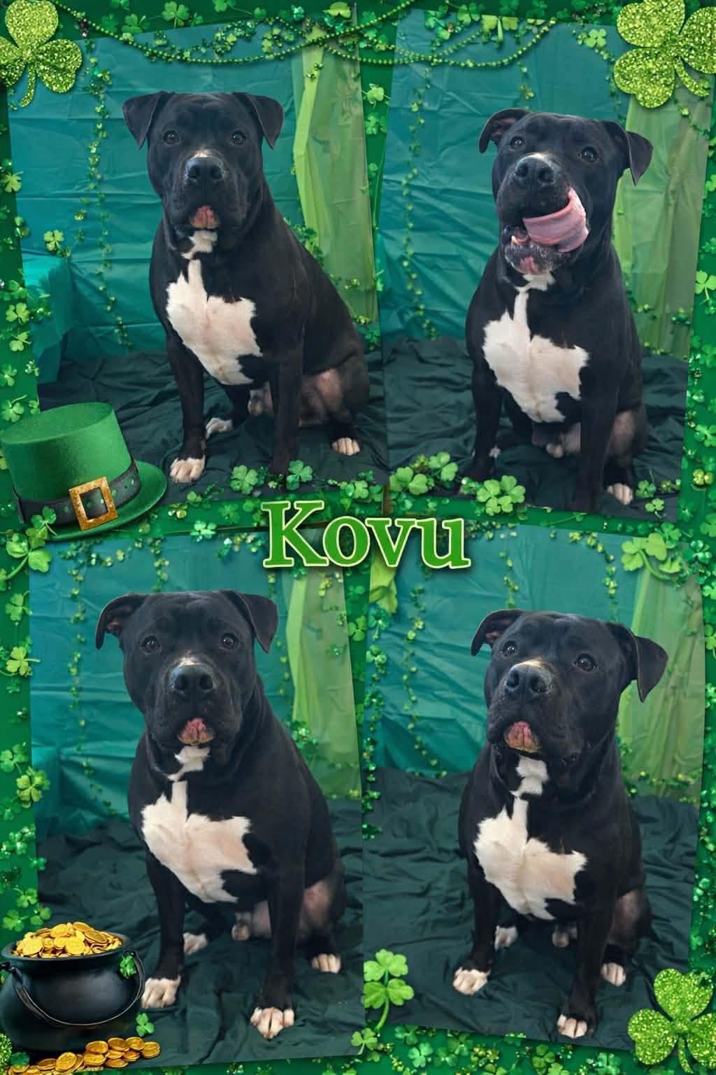 Enlarge kovu, a ADOPTABLE American Staffordshire Terrier in MARION, IN image 5/6