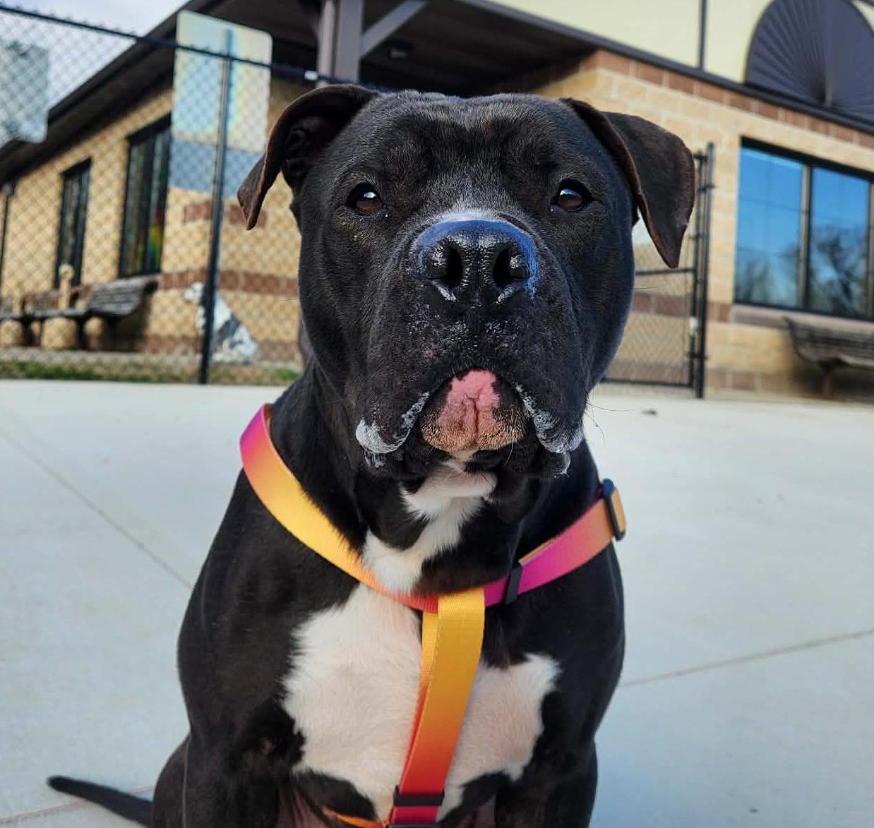 Enlarge kovu, a ADOPTABLE American Staffordshire Terrier in MARION, IN image 1/6