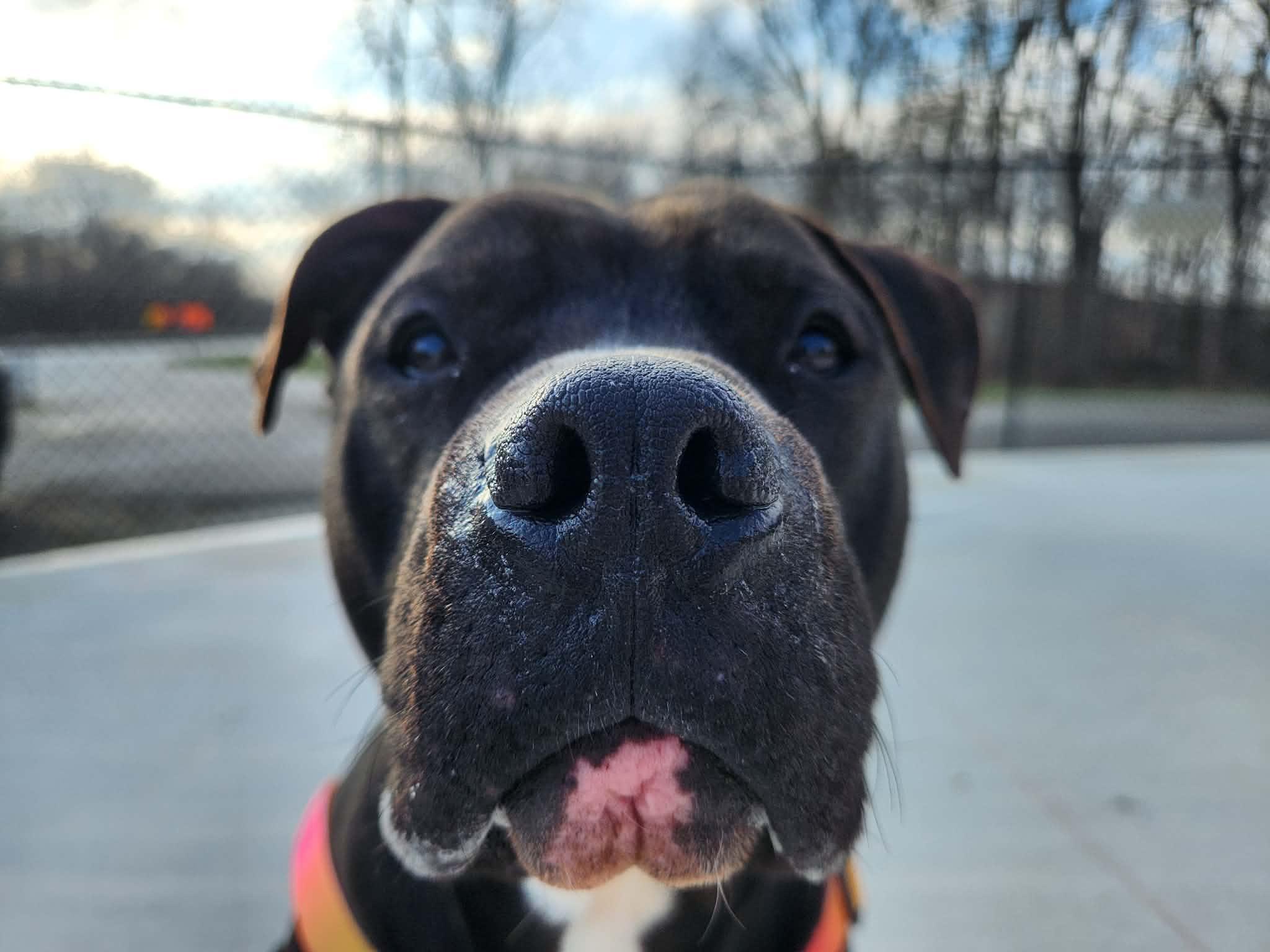 Enlarge kovu, a ADOPTABLE American Staffordshire Terrier in MARION, IN image 6/6
