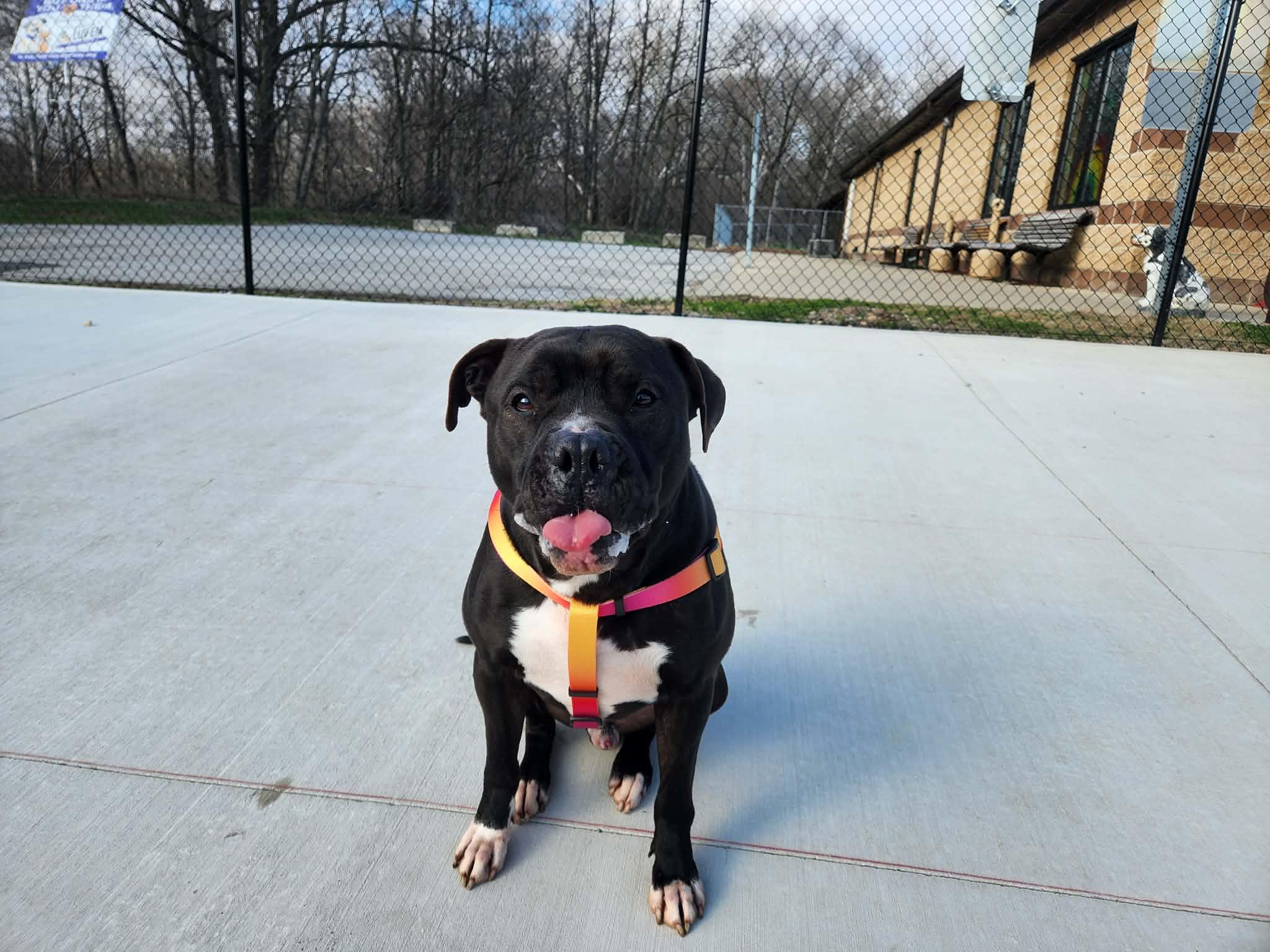 Enlarge kovu, a ADOPTABLE American Staffordshire Terrier in MARION, IN image 2/6