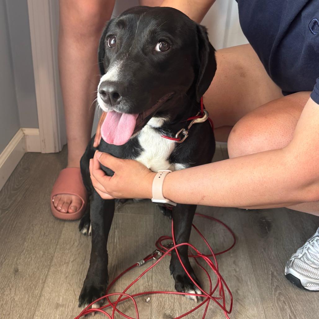 Olive, Adoptable, Adult Female Retriever & Mixed Breed.