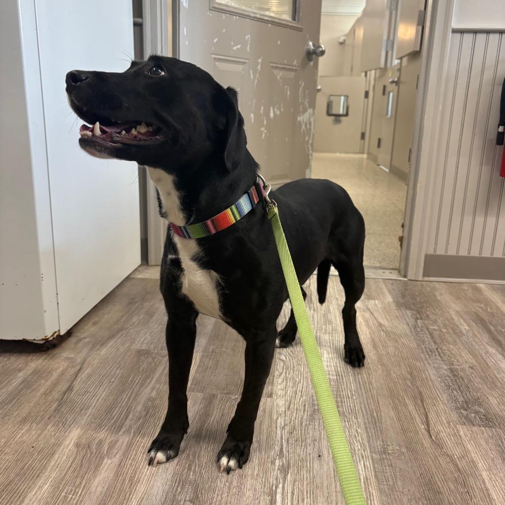 Olive, a Adoptable mixed breed in Muncie, IN image 2/2