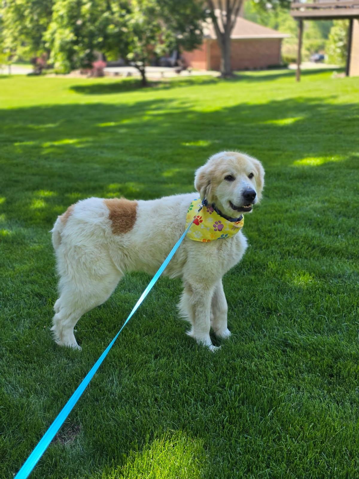 Sam, adopted, Adult Male Great Pyrenees.