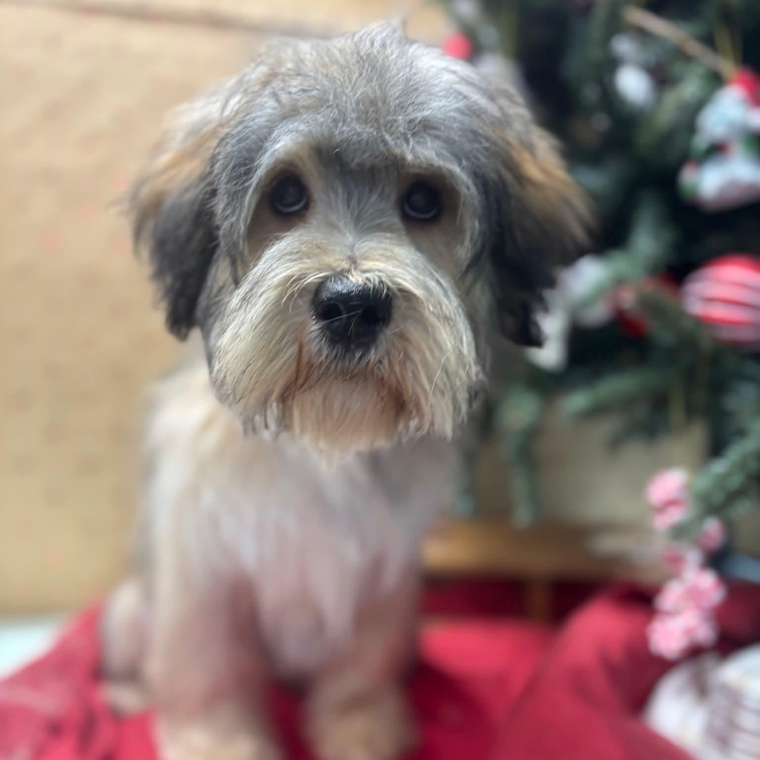 Enlarge Chestnut, a ADOPTABLE mixed breed in Cedar Rapids, IA image 1/3