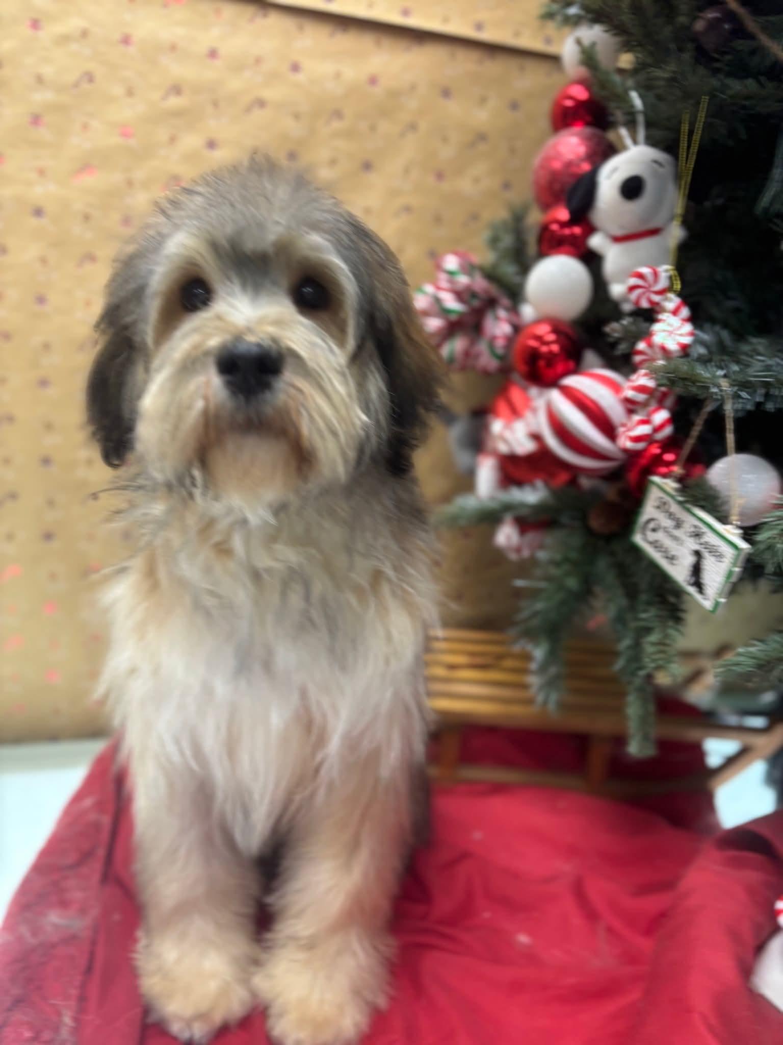 Enlarge Chestnut, a ADOPTABLE mixed breed in Cedar Rapids, IA image 3/3