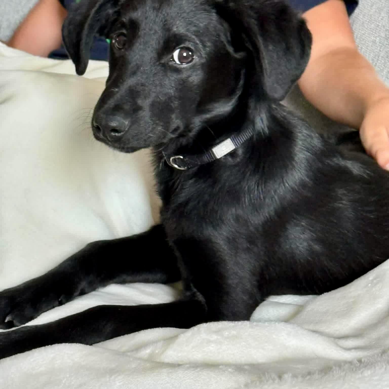 Crow, ADOPTABLE, Puppy Male Labrador Retriever.