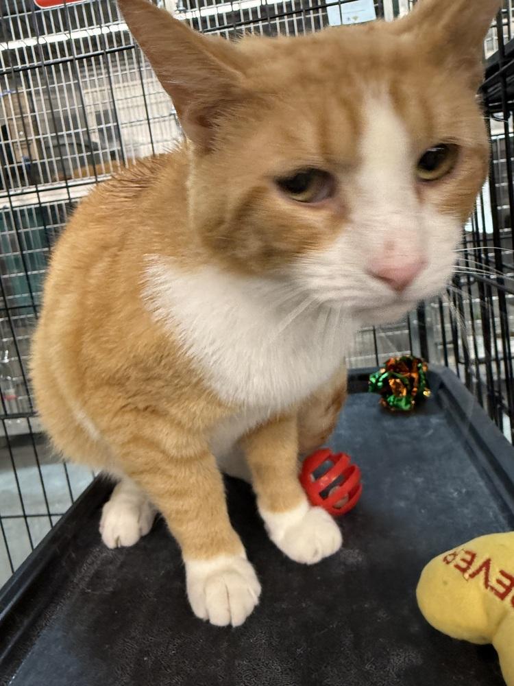 Enlarge Larry, a Adoptable Domestic Short Hair in Taylor, PA image 2/3