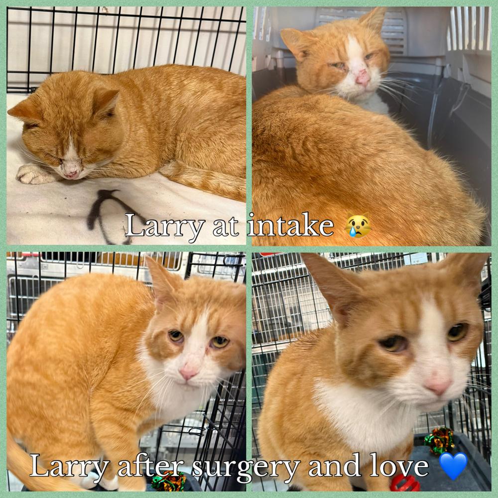 Enlarge Larry, a Adoptable Domestic Short Hair in Taylor, PA image 3/3