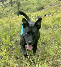Bruce, an adoptable Mixed Breed in Hamilton, MT, 59840 | Photo Image 2