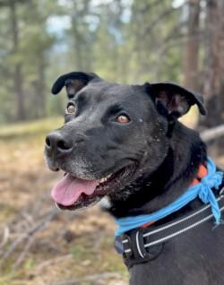 Bruce, an adoptable Mixed Breed in Hamilton, MT, 59840 | Photo Image 3