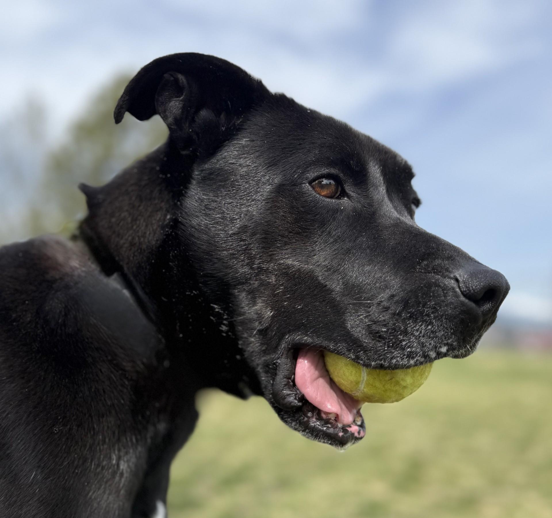 Bruce, an adoptable Mixed Breed in Hamilton, MT, 59840 | Photo Image 5