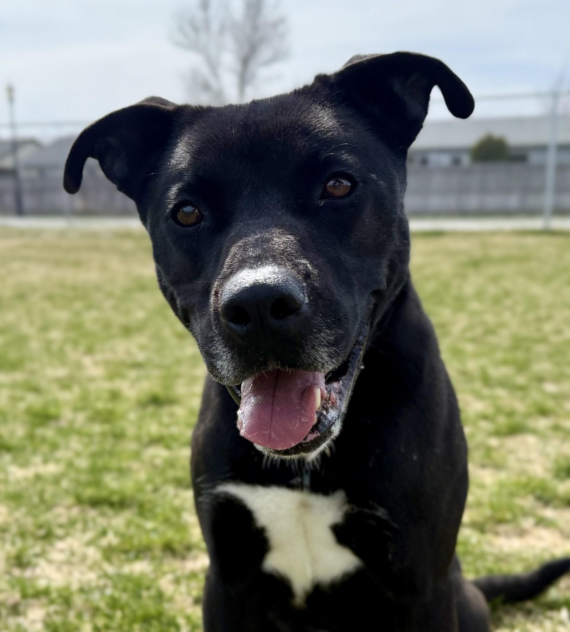 Bruce, an adoptable Mixed Breed in Hamilton, MT, 59840 | Photo Image 4