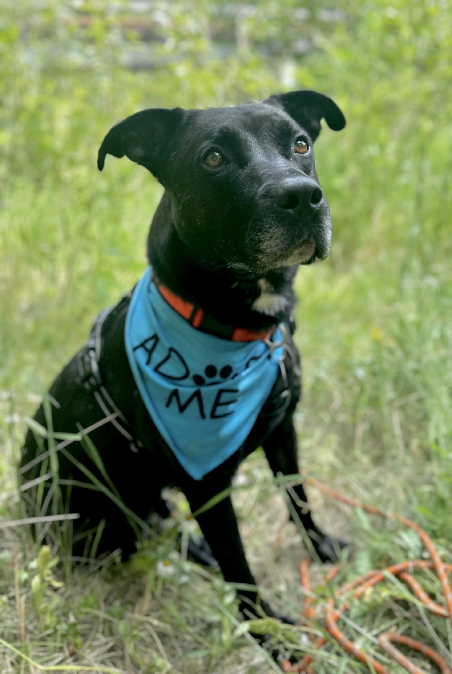Bruce, an adoptable Mixed Breed in Hamilton, MT, 59840 | Photo Image 1