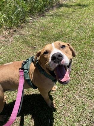 Enlarge Boomer, a Adoptable mixed breed in Manteo, NC image 1/3